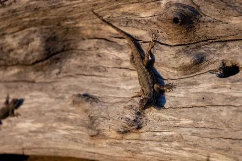 Western fence lizzard clinging to the side of a large peice of driftwood Stock Photos
