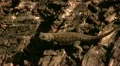 Western Fernce Lizaard 01 HD Footage