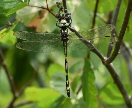Western Flying Adder Dragonfly Stockfoto's