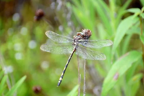 Western Flying Adder Dragonfly Stockfoto's
