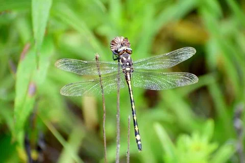 Western Flying Adder Dragonfly Stockfoto's