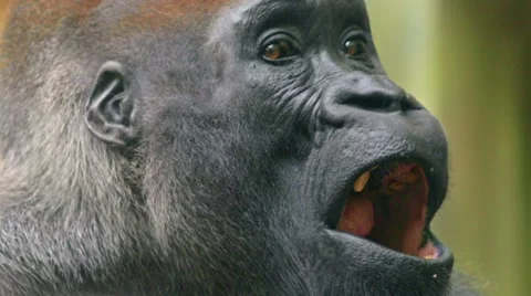 Western gorilla - close up Stock Footage 65776996