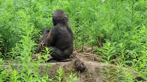 Western gorilla (Gorilla gorilla), young gorilla, active, playing, exploring, Stock Footage 340926885