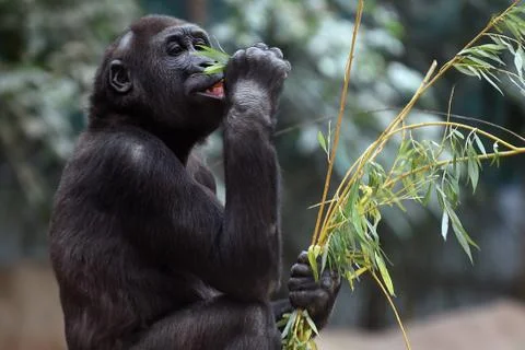 Western gorilla Foto stock