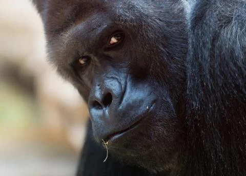 Western gorilla Stock Photos
