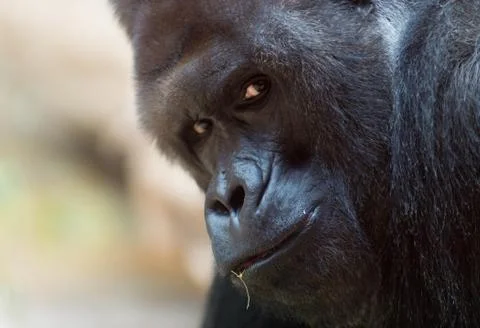 Western gorilla Stock Photos