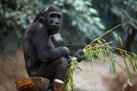 Western gorilla Stock Photos
