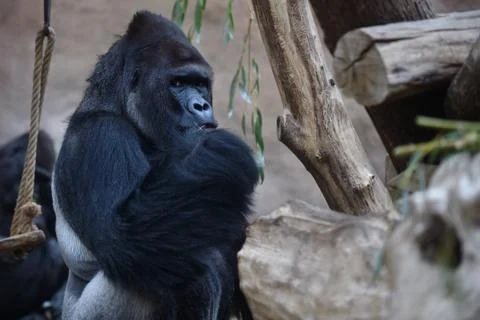 Western gorilla Stock Photos