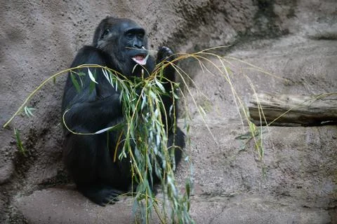 Western gorilla Stock Photos