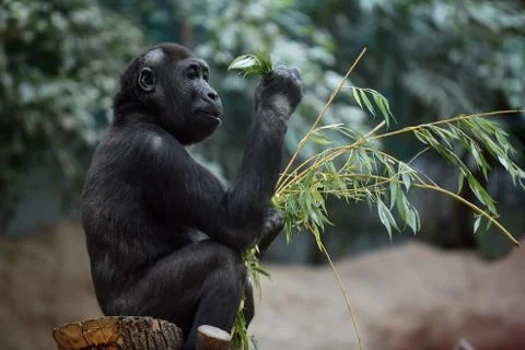 Western gorilla Stock Photos