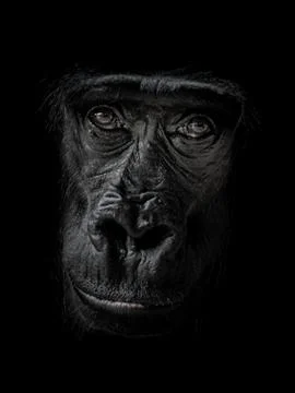 Western gorilla Stock Photos