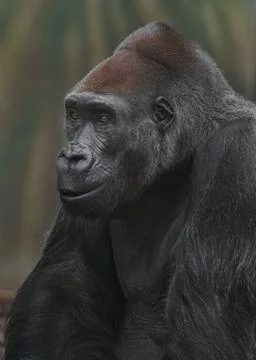 Western gorilla Stock Photos