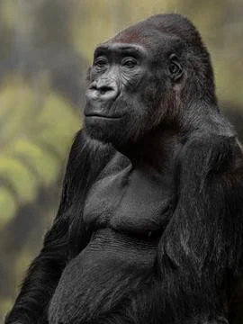 Western gorilla Stock Photos