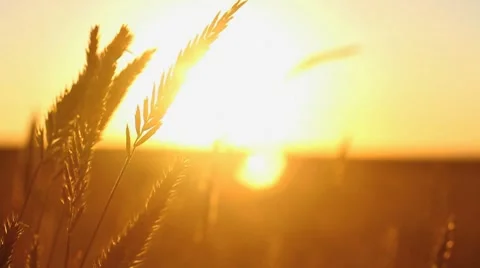 Western Grass in the Summer Sun Stock Footage 7740227