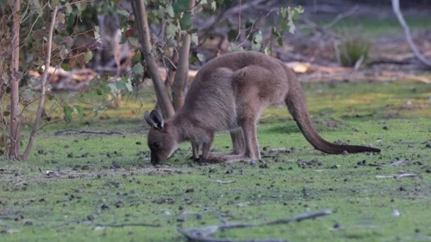 Western Gray Kangaroo grazing close up Stock Footage 319464133