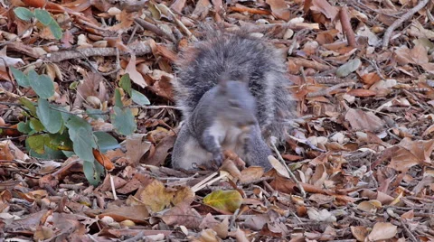 Western Gray Squirrel Stock Footage 45872152