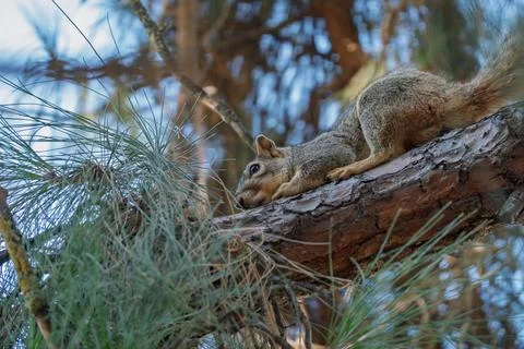 Western gray squirrel resting on a thick pine branch Stock Photos