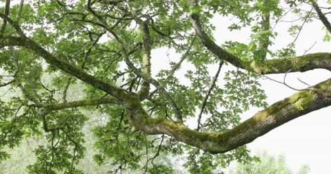 Western Gray Squirrels Running On Branches in Spring in Washington Stock Footage 202213066
