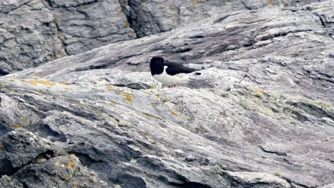 Western Grebe bird on the coast of Runde island Stock Footage 230215917