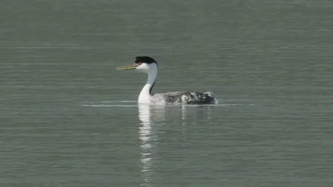Western grebe calling  and waving foot, while swimming, 2k Video stock 154183604