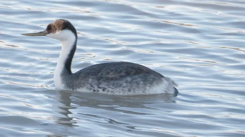 Western Grebe Diving Into Water Stock Footage 97659966