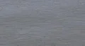 Western Grebe Floating San Francisco Water Aechmophorus Occidentalis Swan Necked HD Footage