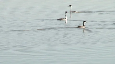 Western Grebe Stock Footage 2628817
