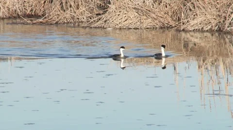 Western Grebe Stock Footage 2809778