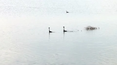 Western Grebe Stock Footage 11408962