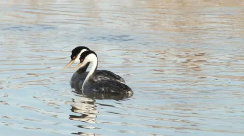 Western Grebe Stock Footage 11424628