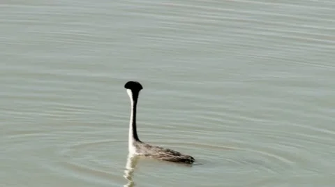 Western Grebe Stock Footage 11499524