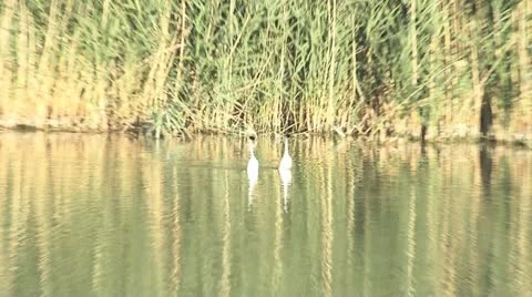 Western Grebe Stock Footage 11828782