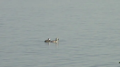 Western grebe Stock Footage 36827632