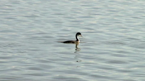 Western grebe Stock Footage 36828007