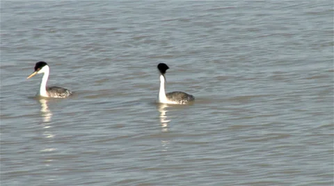 Western grebe Stock Footage 36829635
