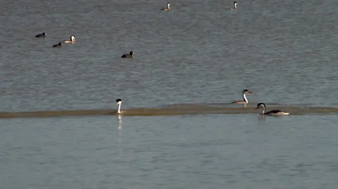 Western grebe Stock Footage 37136243