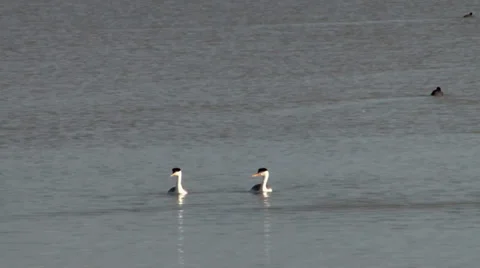 Western grebe Stock Footage 37136259