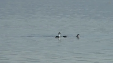 Western grebe Stock Footage 37204576