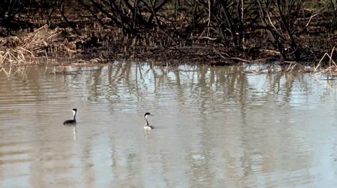 Western grebe Stock Footage 37204590