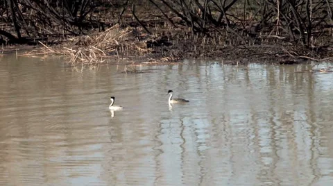 Western grebe Stock Footage 37204612