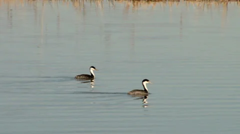Western grebe Stock Footage 37204625