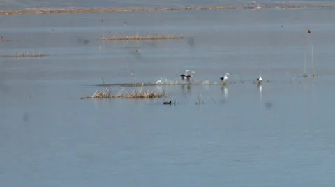 Western grebe Stock Footage 37204646