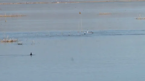 Western grebe Stock Footage 37204649