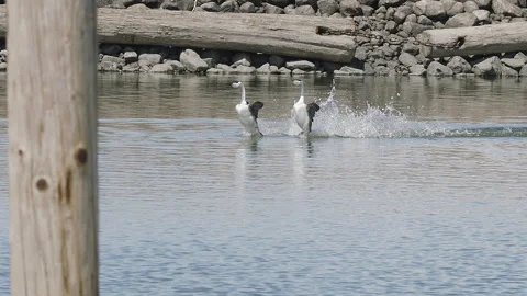 Western grebe pair, behavior, dancing on water, 2k slomo Vídeo Stock 154183287