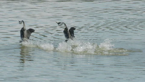Western grebe pair, birds, dance on water in breeding behavior, duck, 4k Vídeo Stock 154720923