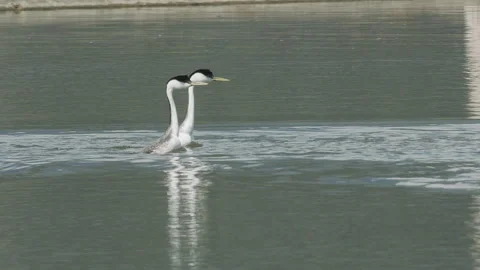 Western Grebe pair dancing on water 2k, slomo, Vídeo Stock 154183489
