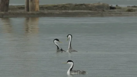 Western grebe pair during breeding behavior,2k slomo Vídeo Stock 154185260