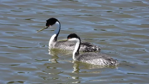 Western Grebe pair on lake in mating behavior Stock Footage 155414913