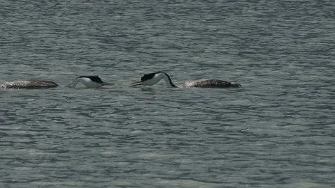 Western grebe pair, mating behavior, dancing on water, 2k slomo Stock Footage 154183576