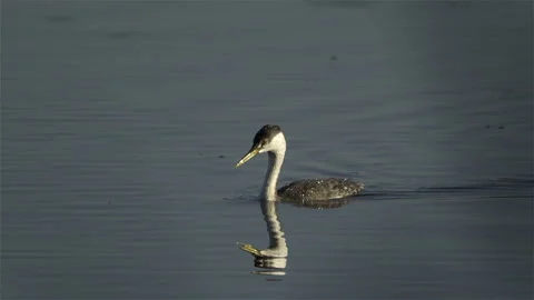 A Western Grebe On a Pond Vídeo Stock 346241210